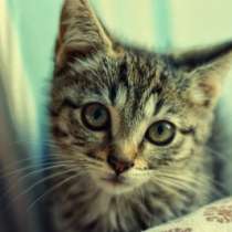 Отдам даром Котенок в дар, в Санкт-Петербурге