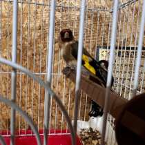 Продам птицу, канарейка (золотая чечетка, в Махачкале