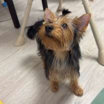 Йорк, в Ижевске