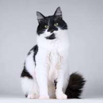 Большой добрый кот по имени Мальчик, в Москве