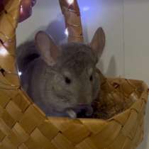 Шиншилла, в Грозном