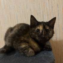 Отдам в добрые руки, в Чебаркуле