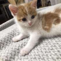 Котеночек бело-рыжий в добрые руки, в г.Минск