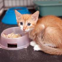 Застенчивая Роуз ищет понимающих хозяев, в Москве