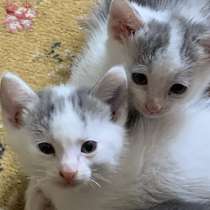 Котята в добрые руки, в г.Москва