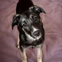 Дине очень нужен дом!, в Москве