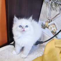 Милейшая Девочка Рэгдолл, в Москве