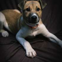 Альба ищет дом и любящую семью!, в Москве