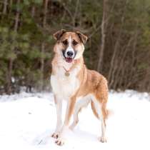 Матильда из мультфильма ищет дом, в Москве