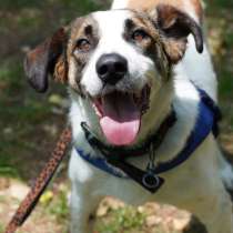 Белый преданный пёс Арни в добрые руки, в Москве