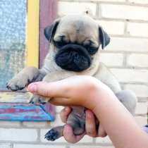 Щенки мопса, в Санкт-Петербурге