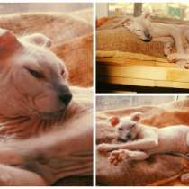 Профессиональный питомник SOUMBIKE предл, в Санкт-Петербурге