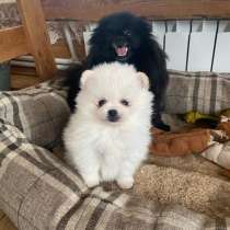 Померанский шпиц, в Москве