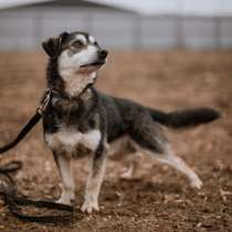 Маленький пёсик Пьероша в добрые руки, в Москве