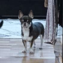 Кабель на случку, в Москве