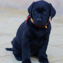 Лабрадор Новый Уренгой, в Новом Уренгое