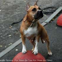 Щенки Американского стафф терьера, в Санкт-Петербурге