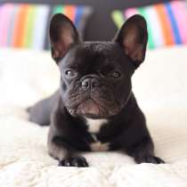 Французский бульдог Севастополе, в Севастополе