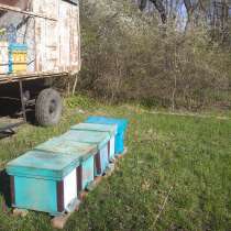 Пчелопакеты, в Краснодаре