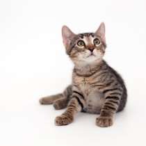 Любознательный котик с итальянским именем Феррари, в Москве