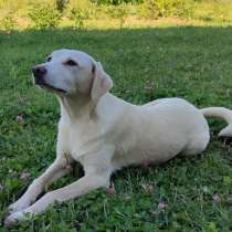 Щенок Тина от аусси и лабрадора в добрые руки, в Москве