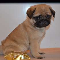 Мопс девочка, в Санкт-Петербурге