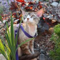 Devon Rex, в Санкт-Петербурге