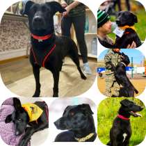 Метис лабра красотка сидит в приюте, в Москве