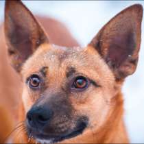 Чудесная собака Апельсинка ищет дом!, в Москве