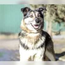Пёс по имени Поло мечтает стать домашним любимцем, в Москве