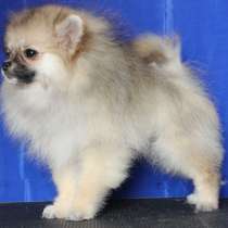 Померанский шпиц- щенки из питомника РКФ, в Москве