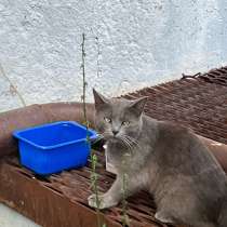 Кот порода русская голубая, возраст примерно годик. Ласковый, в Альметьевске