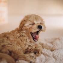 Мальтипу щенок девочка, в Санкт-Петербурге