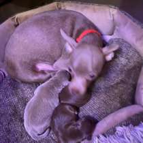 Продается мини той терьер, родились25 декабря,очень красивые, в Волгодонске