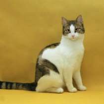 Отдам даром Леди-кошка, шкодная немножко, в Санкт-Петербурге