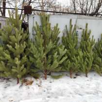 Живая Ёлка, в Салехарде