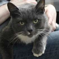 Отдам даром Котик Марсель, в Санкт-Петербурге