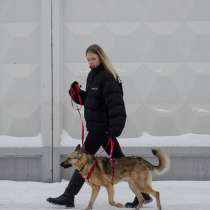 Собака Моекс (Мо) в добрые руки, в г.Москва