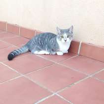 Котята манчкины, в г.Альмерия