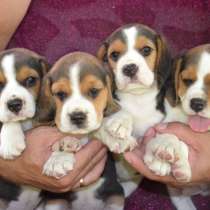 Чистокровные щеночки Бигля Триколор, в Москве