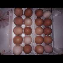 Яйца куриные, в Иванове