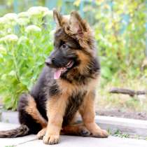 Немецкая овчарка Биробиджан, в Биробиджане