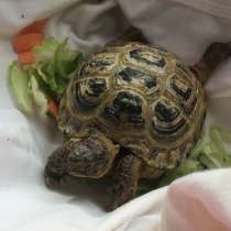 Сухопутная черепаха, в Нефтекамске