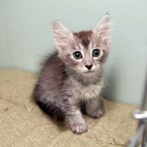 Шалун Персей ищет надежного друга, в Москве