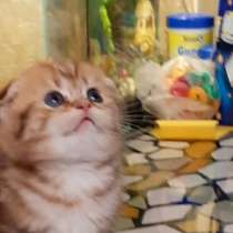 Шотландский мальчик вислоухий, в Москве