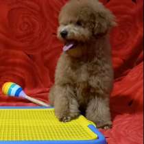 Toy poodle - miniature. Boy, в г.Эссен