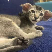 Ориентальные котята, в Челябинске