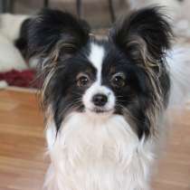 Мальчик папийона, в Самаре