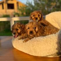 Кавапу ф1, в Москве