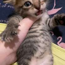 КОТЕНОК, в Сергиевом Посаде